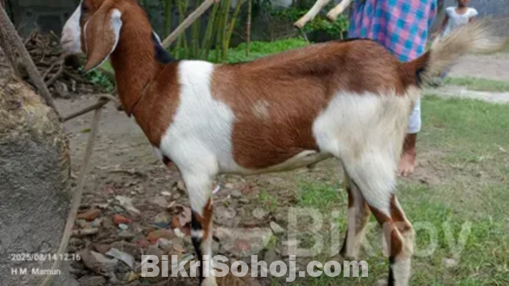 খাসি